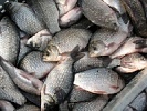В Ростовской области инспекторы ДПС выявили факты незаконной рыбной ловли