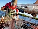Прокуратурой приняты меры по пресечению распространения запрещенной информации о незаконных способах рыболовства