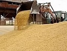 В Ростовской области бывший председатель производственного кооператива осужден к 3 годам лишения свободы за махинации с отгрузкой сельскохозяйственной продукции