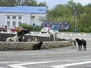 В г. Ростове-на-Дону бывший директор Городского центра управления численностью безнадзорных животных и ее подельник предстанут перед судом