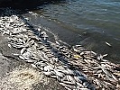 Прокуратура по сообщению СМИ проводит проверку по факту массовой гибели водных биологических ресурсов в одном из ростовских водоемов
