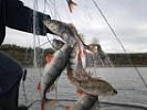 К испытательным работам приговорен житель Зерноградского района за незаконный вылов рыбы