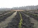 По иску Каменского городского прокурора коммерческая фирма  проведет рекультивацию земельного участка для восстановления плодородного слоя почвы